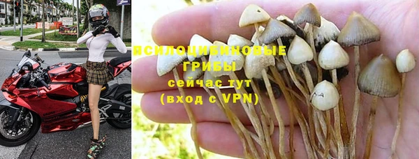 сатива Арсеньев